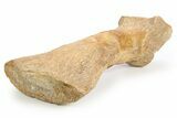 Plesiosaur Humerus Bone on Ammonite Stand - Asfla, Morocco #252375-3